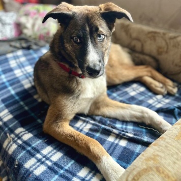 Собаки в добрые руки - Уна - 2