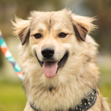 Собаки в добрые руки - Белкин