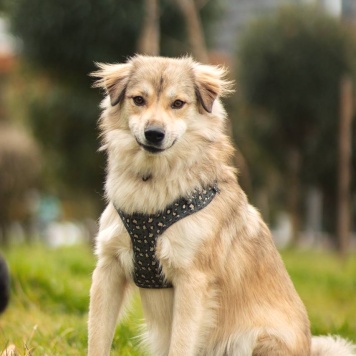 Собаки в добрые руки - Белкин - 1