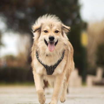 Собаки в добрые руки - Белкин - 3