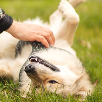 Собаки в добрые руки - Белкин - 4