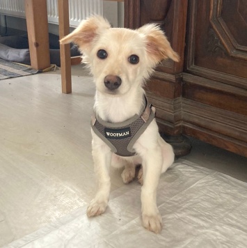 Собаки в добрые руки - Снежа