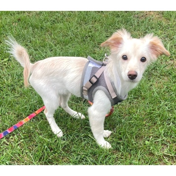 Собаки в добрые руки - Снежа - 1