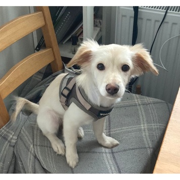 Собаки в добрые руки - Снежа - 2