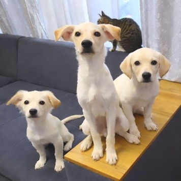 Собаки в добрые руки - Снежа - 3