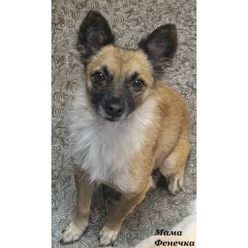 Собаки в добрые руки - Снежа - 4