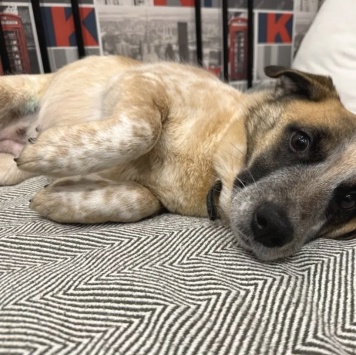 Собаки в добрые руки - Лира