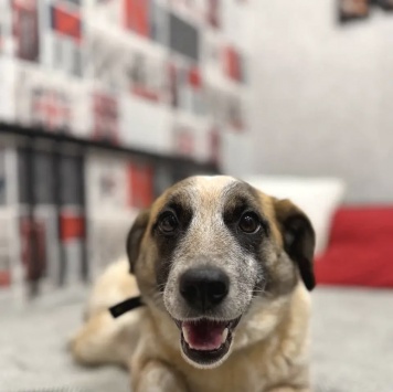 Собаки в добрые руки - Лира - 1