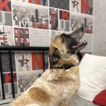 Собаки в добрые руки - Лира - 2