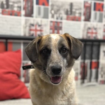 Собаки в добрые руки - Лира - 3