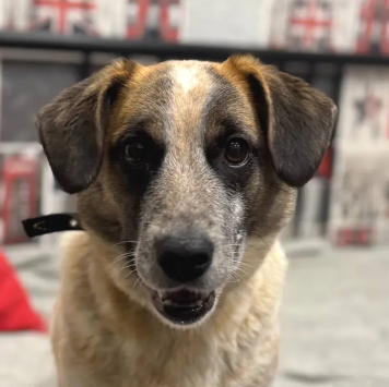 Собаки в добрые руки - Лира - 4