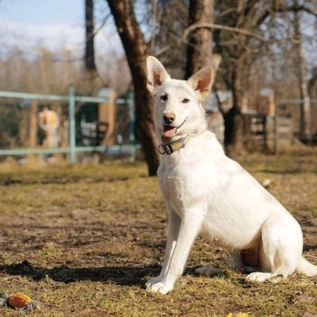Собаки в добрые руки - Белка