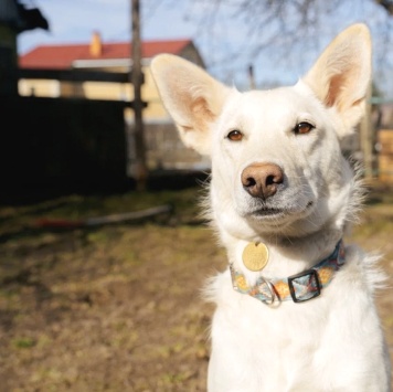 Собаки в добрые руки - Белка - 1