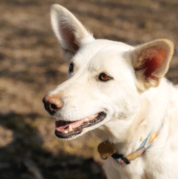 Собаки в добрые руки - Белка - 2