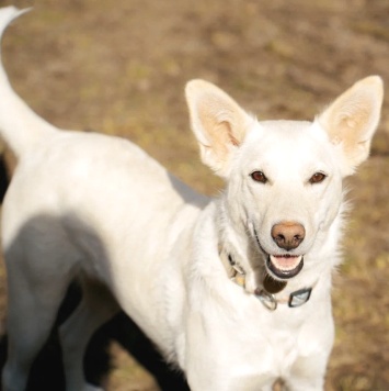 Собаки в добрые руки - Белка - 3
