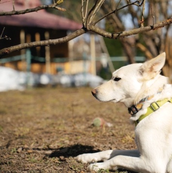 Собаки в добрые руки - Белка - 4