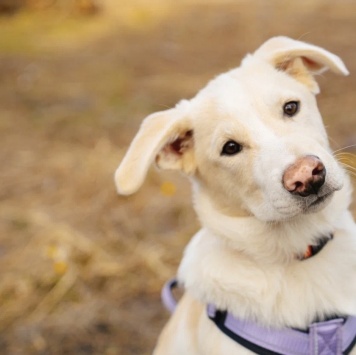 Собаки в добрые руки - Афина