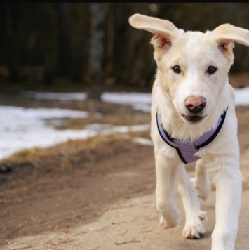 Собаки в добрые руки - Афина - 1