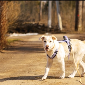 Собаки в добрые руки - Афина - 2