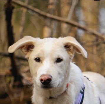 Собаки в добрые руки - Афина - 3