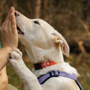 Собаки в добрые руки - Афина - 4