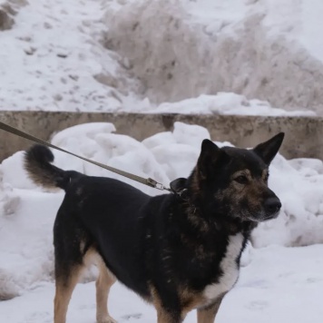 Собаки в добрые руки - Кардан