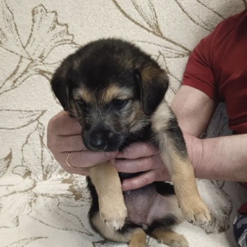 Собаки в добрые руки - Малыш - 1