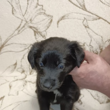 Собаки в добрые руки - Малыш - 3