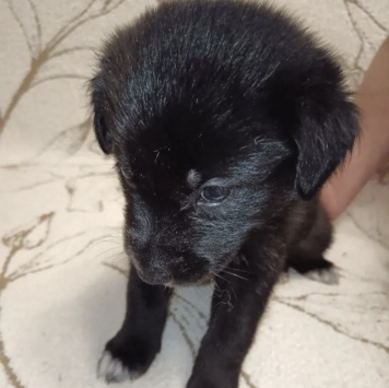 Собаки в добрые руки - Малыш - 4