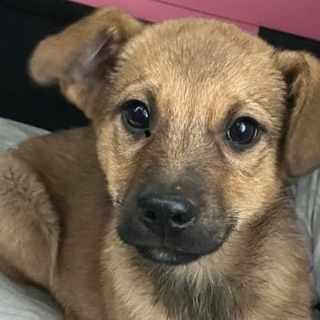 Собаки в добрые руки - Дэйл