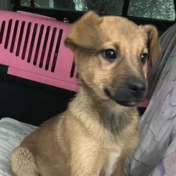 Собаки в добрые руки - Дэйл - 1