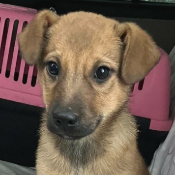 Собаки в добрые руки - Дэйл - 2