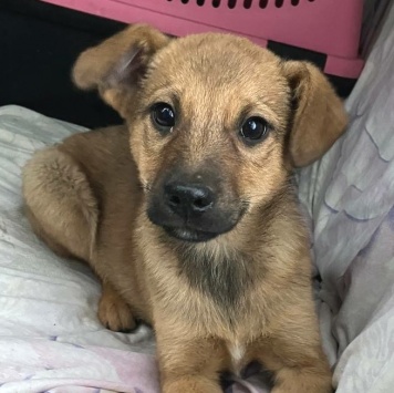 Собаки в добрые руки - Дэйл - 3