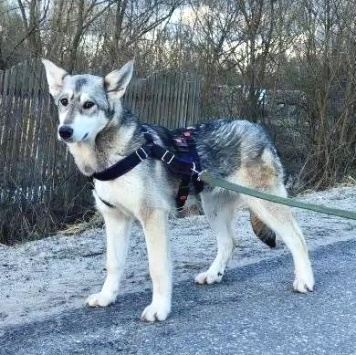 Собаки в добрые руки - Юна