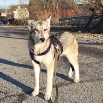 Собаки в добрые руки - Юна - 1