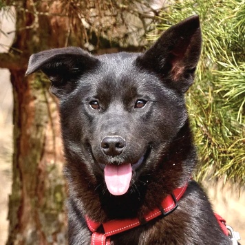 Собаки в добрые руки - Рэй