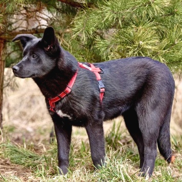 Собаки в добрые руки - Рэй - 1