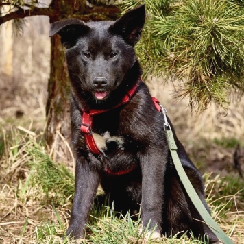 Собаки в добрые руки - Рэй - 2