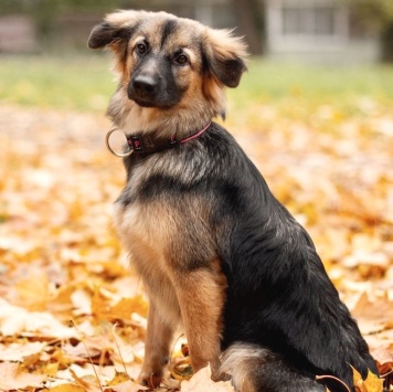 Собаки в добрые руки - Соня