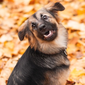 Собаки в добрые руки - Соня - 1