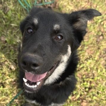 Собаки в добрые руки - Ася