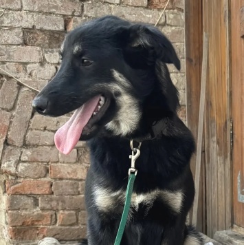 Собаки в добрые руки - Ася - 1