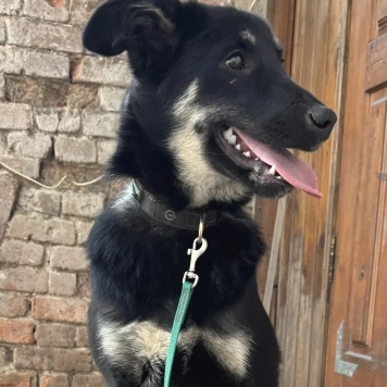 Собаки в добрые руки - Ася - 2