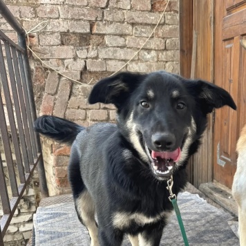 Собаки в добрые руки - Ася - 3