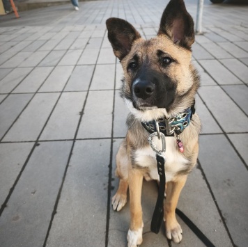 Монтана - Собаки в добрые руки