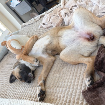 Собаки в добрые руки - Монтана - 1