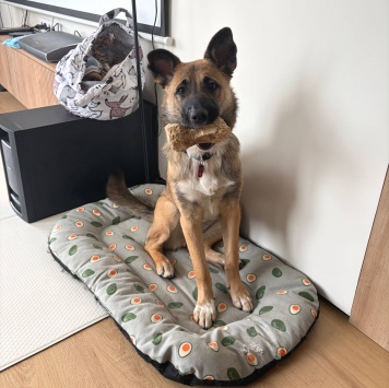 Собаки в добрые руки - Монтана - 2