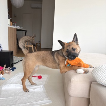 Собаки в добрые руки - Монтана - 3