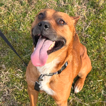 Собаки в добрые руки - Рэй