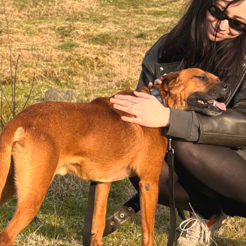 Собаки в добрые руки - Рэй - 1